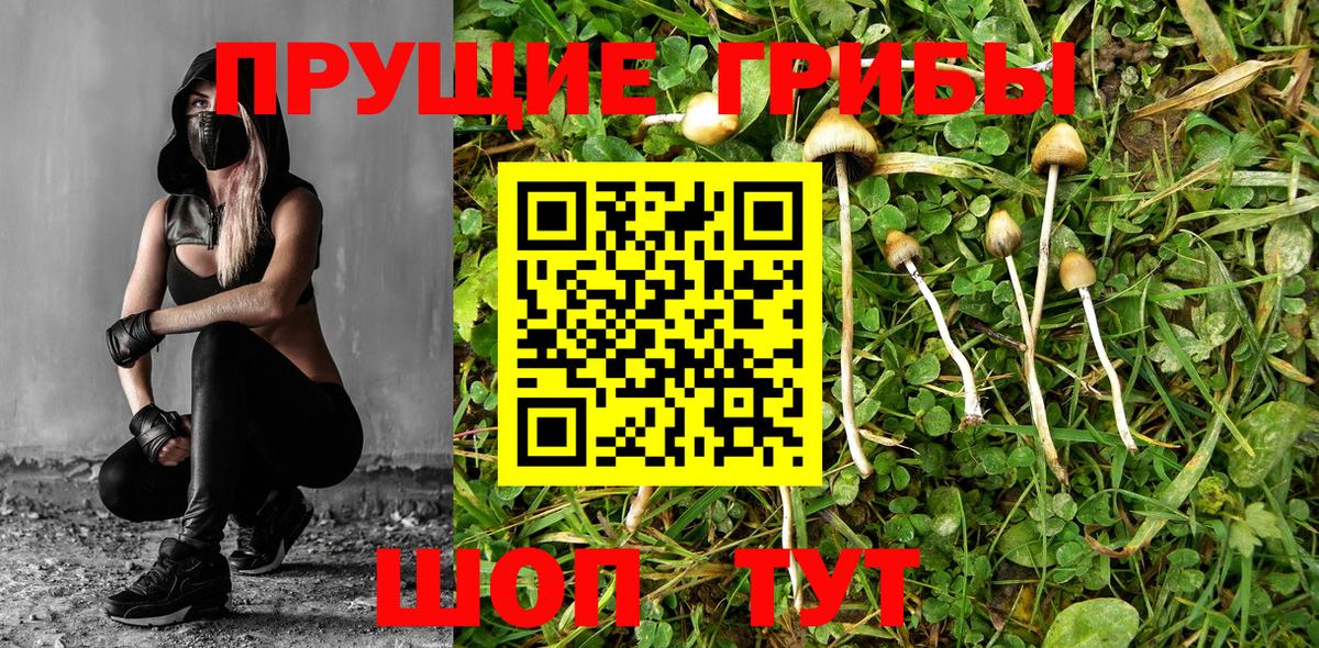 Галлюциногенные грибы GOLDEN TEACHER  Вход с VPN  Прокопьевск  Галлюциногенные грибы Cubensis 